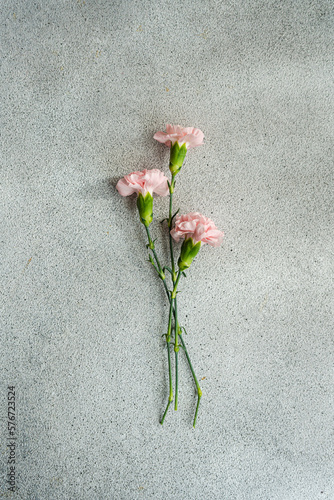 Pink carnation flowers