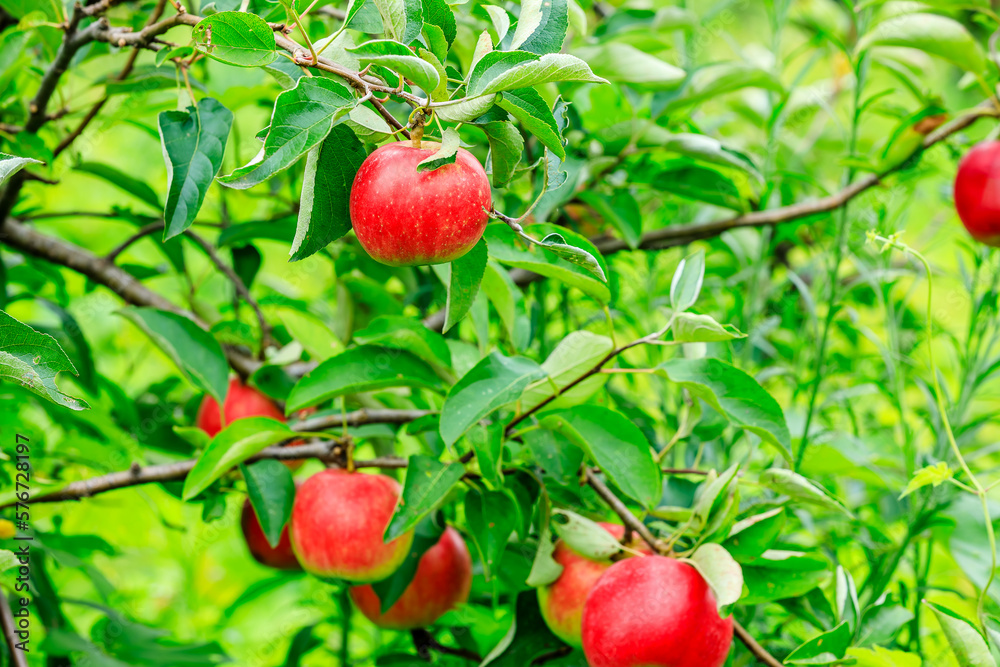 Fresh apples grow on the tree in the orchard