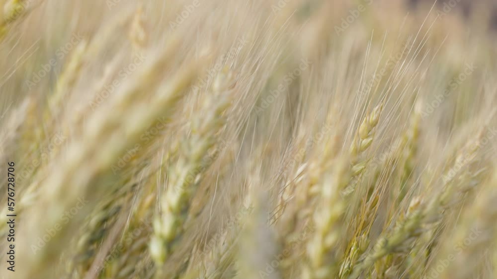 Wheat field, ears of wheat swaying from the gentle wind. Golden ears are slowly swaying in the wind close-up. View of ripening wheat field at summer day. Agriculture harvesting, agribusiness. 120 fps Wheat field, ears of wheat swaying from the gentle wind. Golden ears are slowly swaying in the wind close-up. View of ripening wheat field at summer day. Agriculture harvesting, agribusiness. 120 fps
