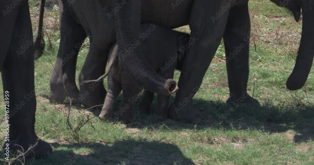 Close up of elephant family with a newborn baby elephant in a National Park of Sri Lanka Close up of elephant family with a newborn baby elephant in a National Park of Sri Lanka