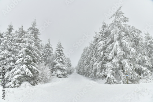 Sapinières parmi les zones de tourbières figées par la neige et le givre au plateau des Hautes Fagnes à Waimes © Photocolorsteph