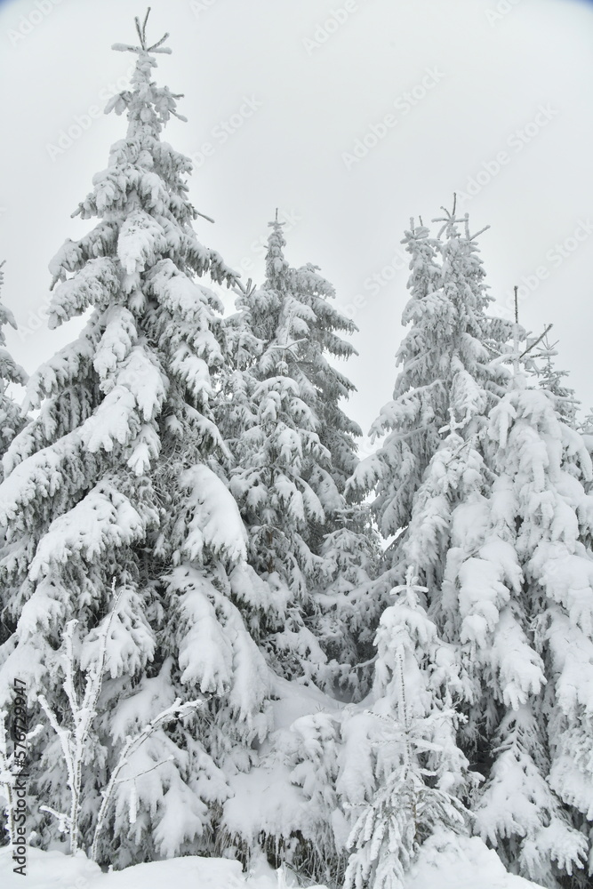 Branches de conifère alourdie par la neige et le givre dans l'une des forêt près du Signal de Botrange à Waimes Branches de conifère alourdie par la neige et le givre dans l'une des forêt près du Signal de Botrange à Waimes