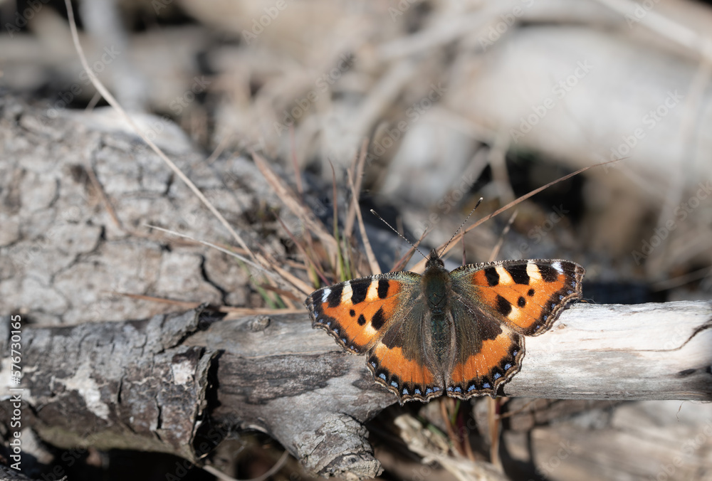 Obraz premium A small tortoiseshell butterfly (Aglais urticae) sits on dry wood in nature in February. The insect has spread its wings and is sunbathing.