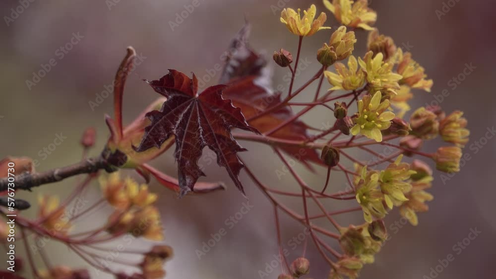 Maple blossom. Flowering Norway maple, cultivar Crimson King.