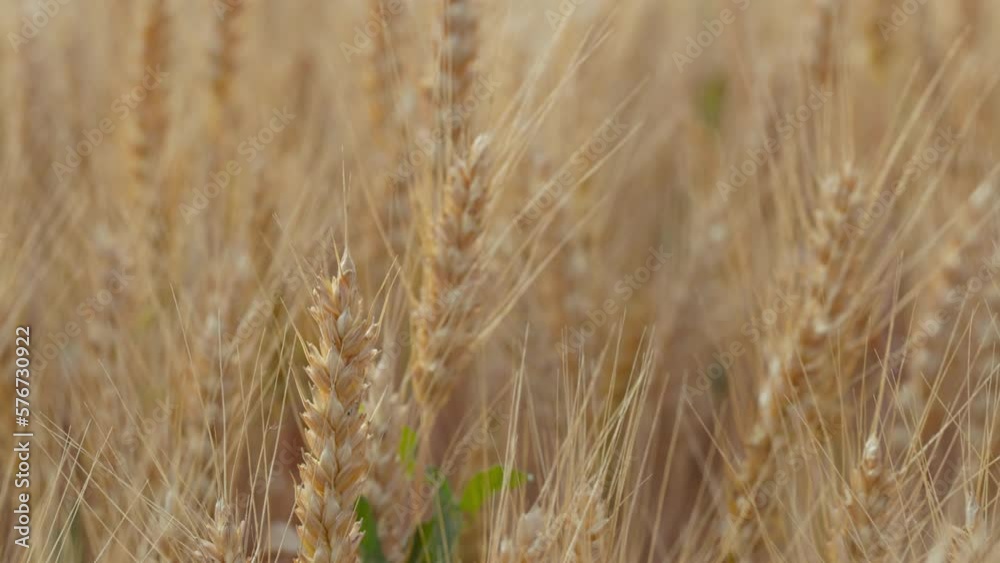 Wheat field, ears of wheat swaying from the gentle wind. Golden ears are slowly swaying in the wind close-up. View of ripening wheat field at summer day. Agriculture harvesting, agribusiness. 120 fps Wheat field, ears of wheat swaying from the gentle wind. Golden ears are slowly swaying in the wind close-up. View of ripening wheat field at summer day. Agriculture harvesting, agribusiness. 120 fps