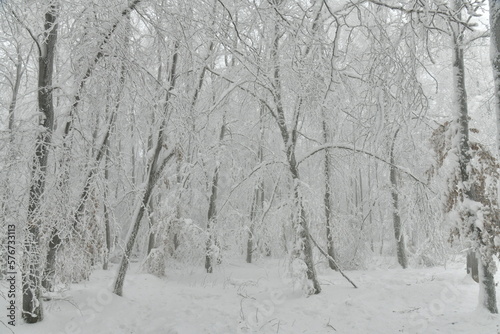 Forêt de feuillus et conifères figée par le givre et la neige au plateau des Hautes Fagnes près de la Baraque Michel 