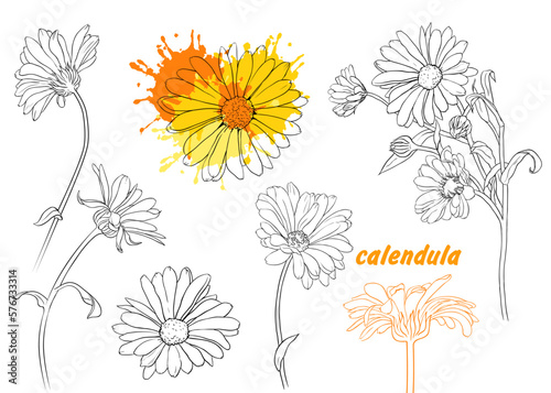 Fotografija Linear vector drawing calendula flowers