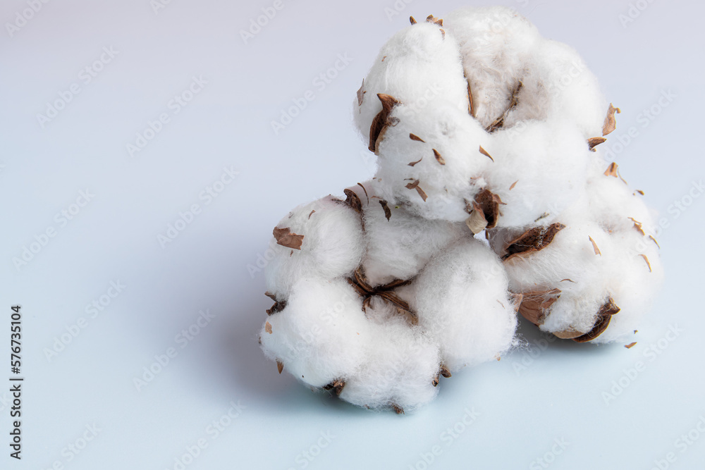 Cotton flowers on blue background. Space for text. Three flowers. Soft focus Cotton flowers on blue background. Space for text. Three flowers. Soft focus