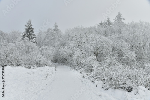 Zones de tourbières entre les buissons sous la neige et de givre par temps de brouillard dans la Fagne de la Poleur entre le Mont Rigi et le Signal de Botrange dans les Hautes Fagnes 
