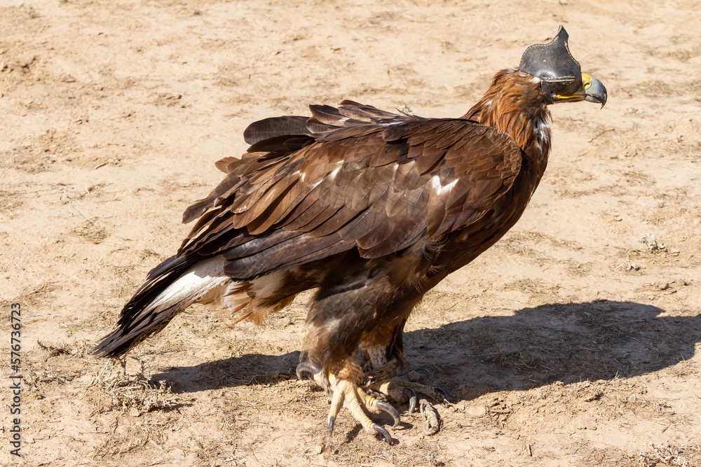 Fototapeta premium Golden eagle sits before hunting in the steppe, Kyrgyzstan.