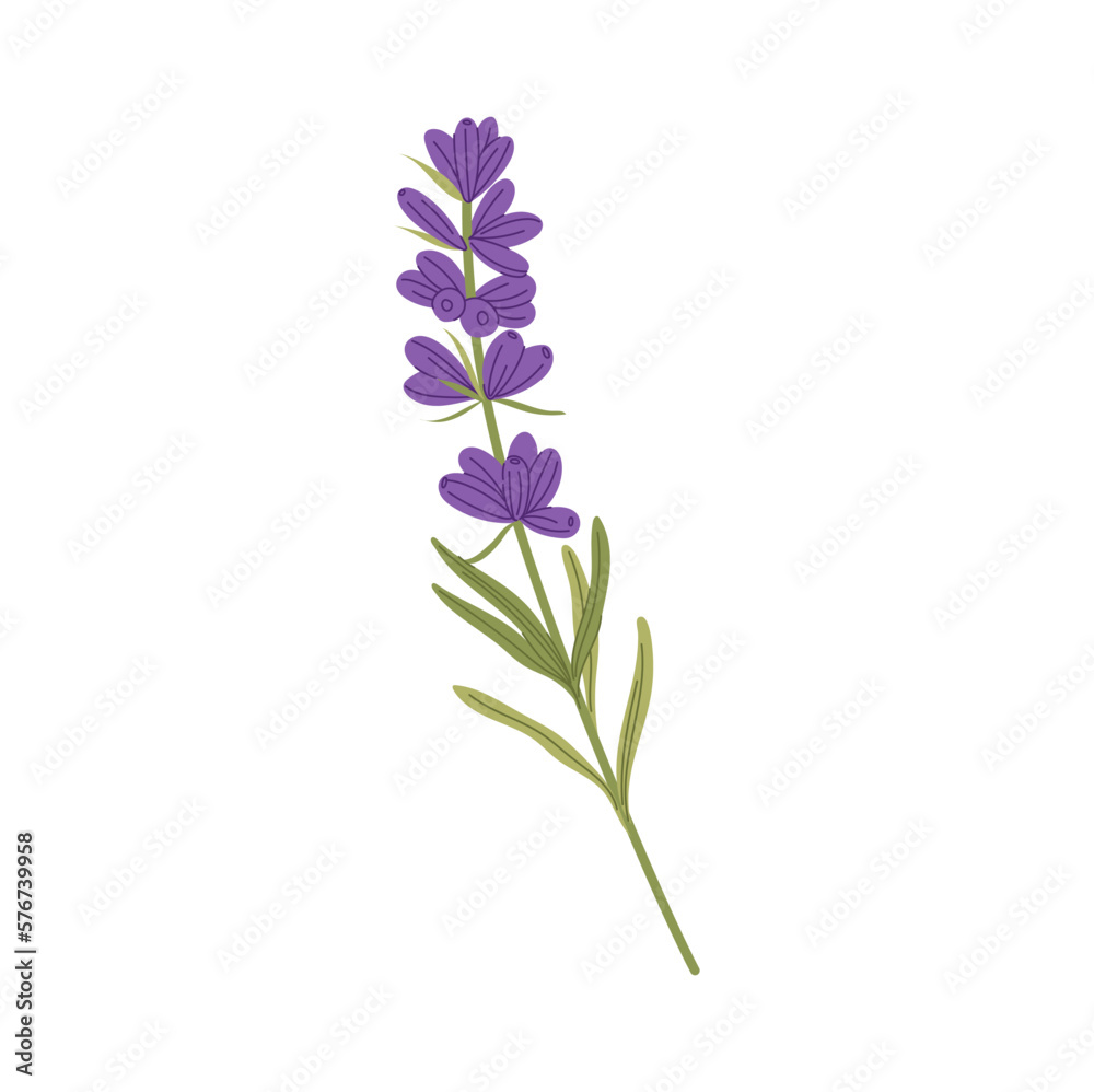 Natural scented flower lavender floral decoration isolated blooming kitchen herb. Vector decorative scented blossom, wedding invitations decor element