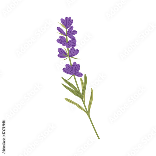 Natural scented flower lavender floral decoration isolated blooming kitchen herb. Vector decorative scented blossom  wedding invitations decor element