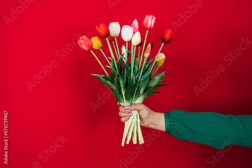 a woman's hand holds a bouquet of tulips on a red background. The concept of spring and the international women's holiday