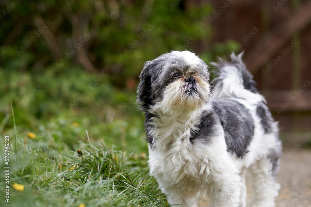 Fototapeta premium Nice Dog