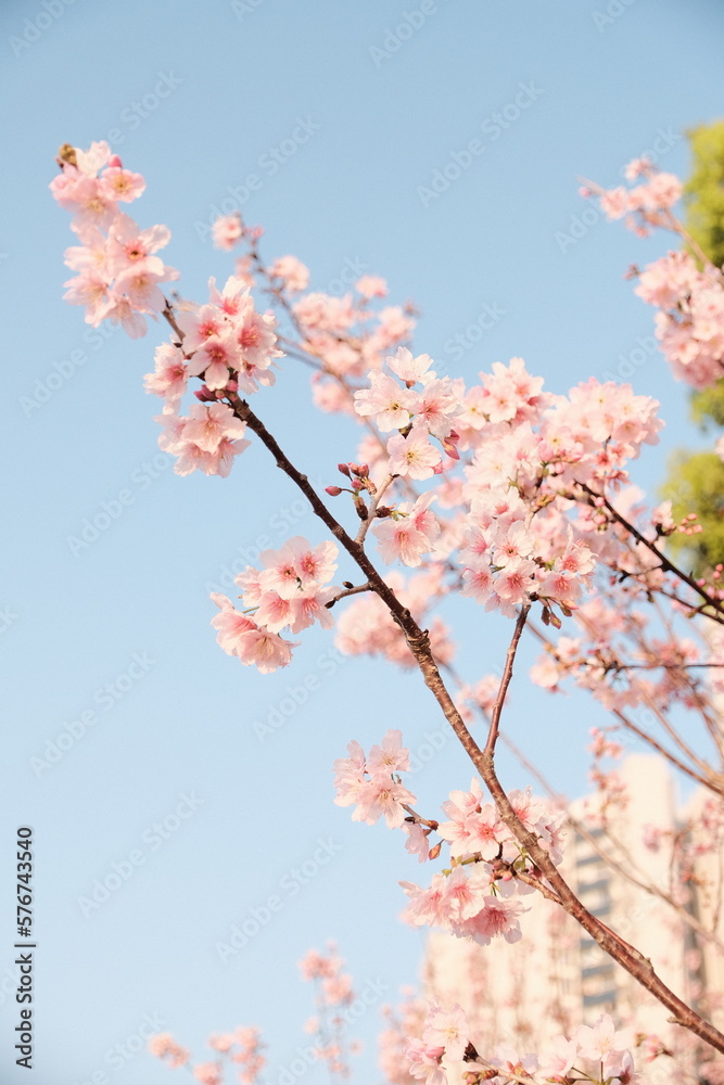 Fuji Sakura Fuji Sakura