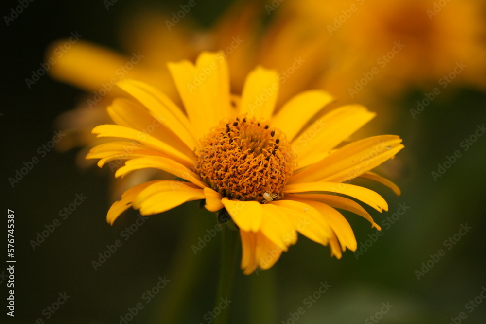 Obraz premium Sunburst flower with little white spider