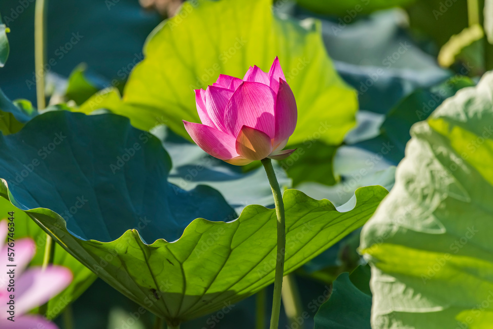 lotus or waterlilly flower in the pond lotus or waterlilly flower in the pond