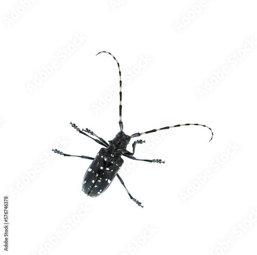Adult Asian Longhorned Beetle, or starry sky, or sky beetle, or ALB isolated on white photo