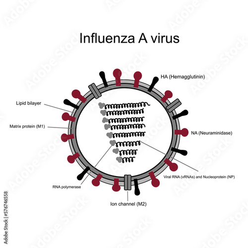 The structure of Influenza A virus that shows important components: Hemagglutinin:HA, Neuraminidase:NA, Viral RNA, Nucleoprotein, Matrix protein:M1, Ion channel:M2, RNA polymerase and Lipid bilayer. photo