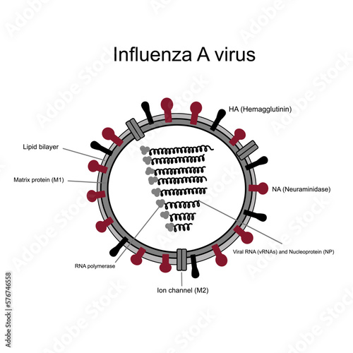 The structure of Influenza A virus that shows important components: Hemagglutinin:HA, Neuraminidase:NA, Viral RNA, Nucleoprotein, Matrix protein:M1, Ion channel:M2, RNA polymerase and Lipid bilayer.