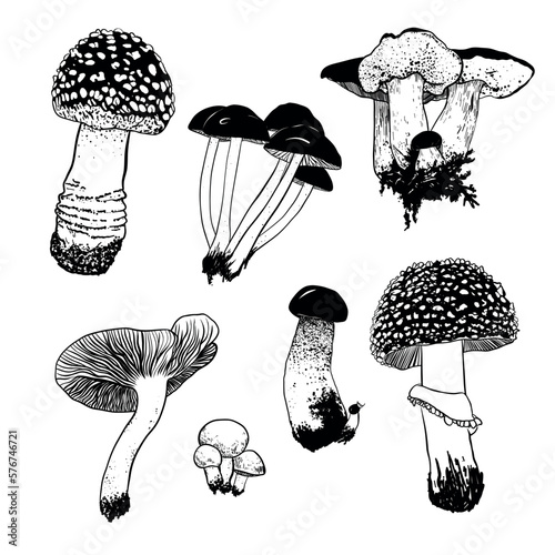 vector illustration linear drawing doodle black and white set of wild mushrooms white mushroom, fly agaric and other very colorful and realistic mushrooms