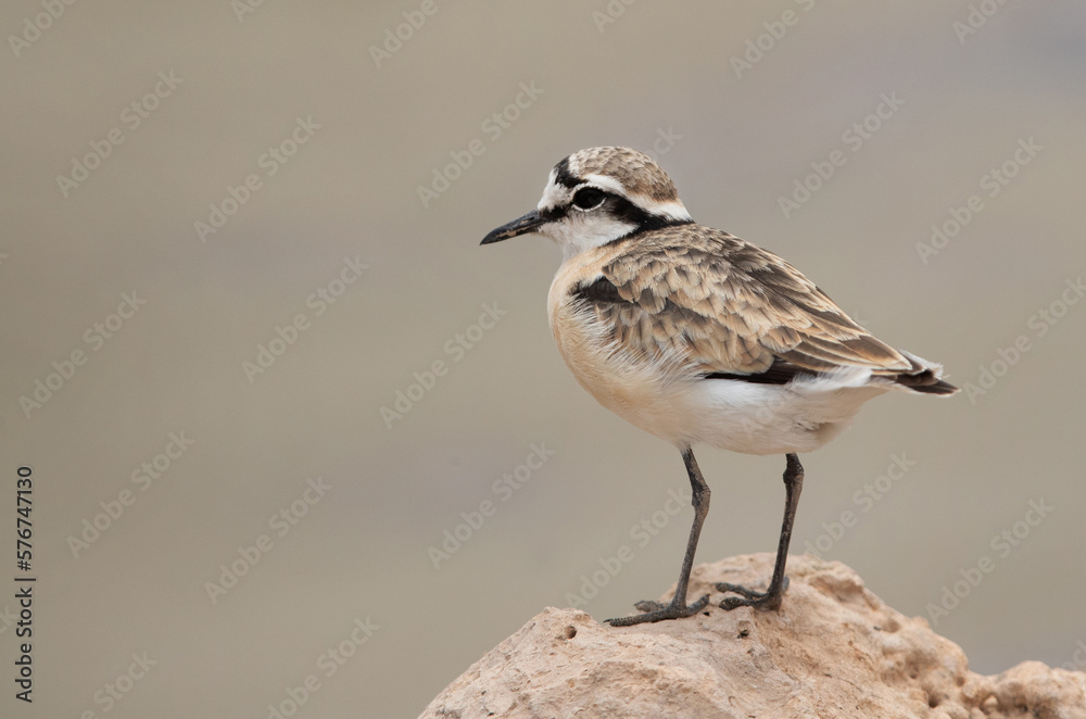 Portrait of a Kittlitz's plover, Amboseli national park, Kenya Portrait of a Kittlitz's plover, Amboseli national park, Kenya