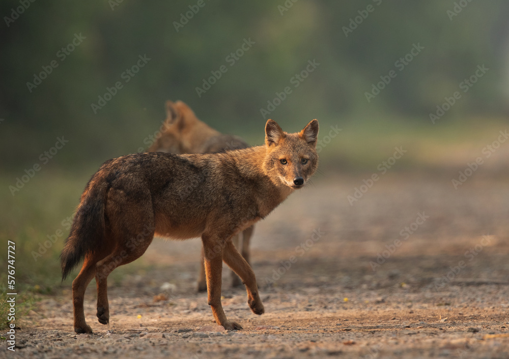 Fototapeta premium A pair of Golden jackal in the morning hours at Keoladeo Ghana National Park, Bharatpur, India