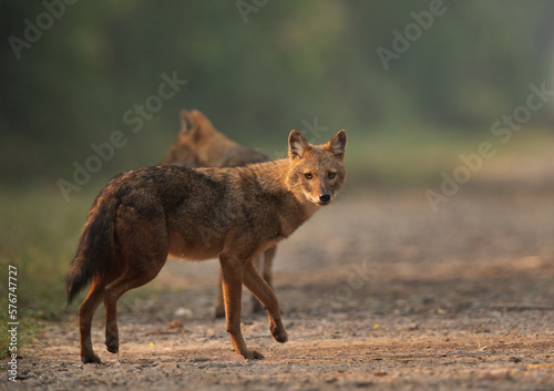Fotografering A pair of Golden jackal in the morning hours at Keoladeo Ghana National Park, Bh