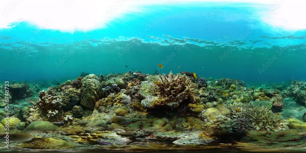 Tropical fishes and coral reef at diving. Underwater world with corals and tropical fishes. Virtual Reality 360. Tropical fishes and coral reef at diving. Underwater world with corals and tropical fishes. Virtual Reality 360.
