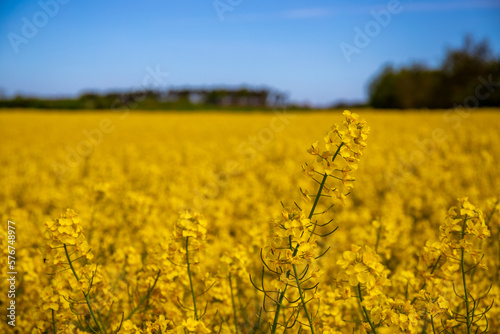 Panorama picture of a yellow rapeseed field with blue sky © patrick