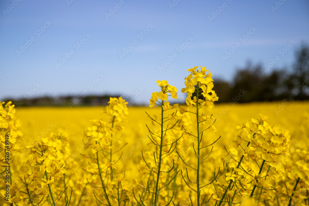 Panorama picture of a yellow rapeseed field with blue sky Panorama picture of a yellow rapeseed field with blue sky