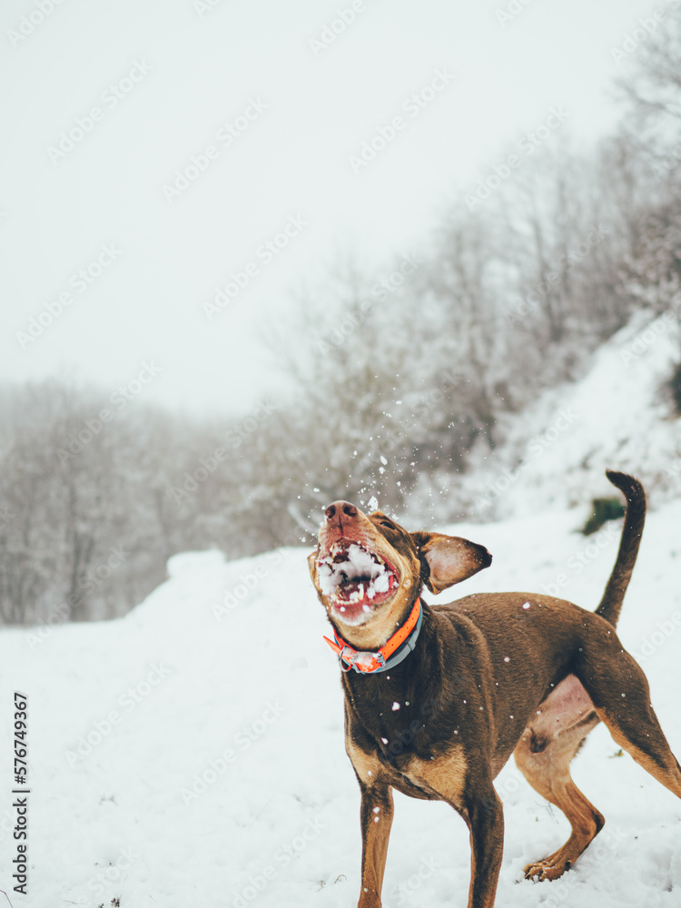 dog in snow