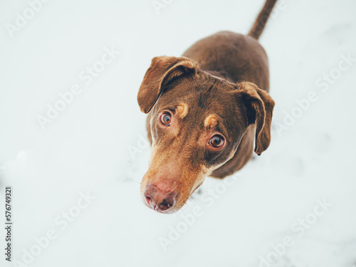 portrait of a dog