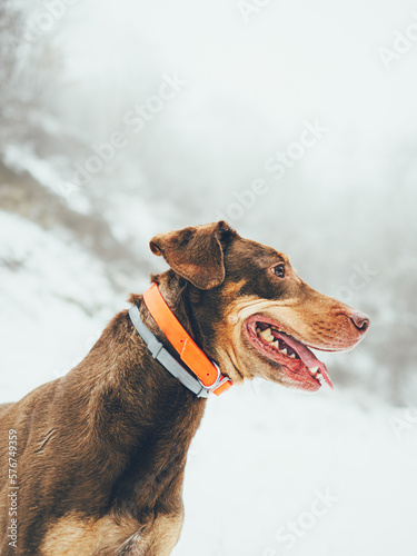 dog in snow