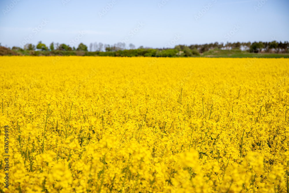 Panorama picture of a yellow rapeseed field with blue sky Panorama picture of a yellow rapeseed field with blue sky