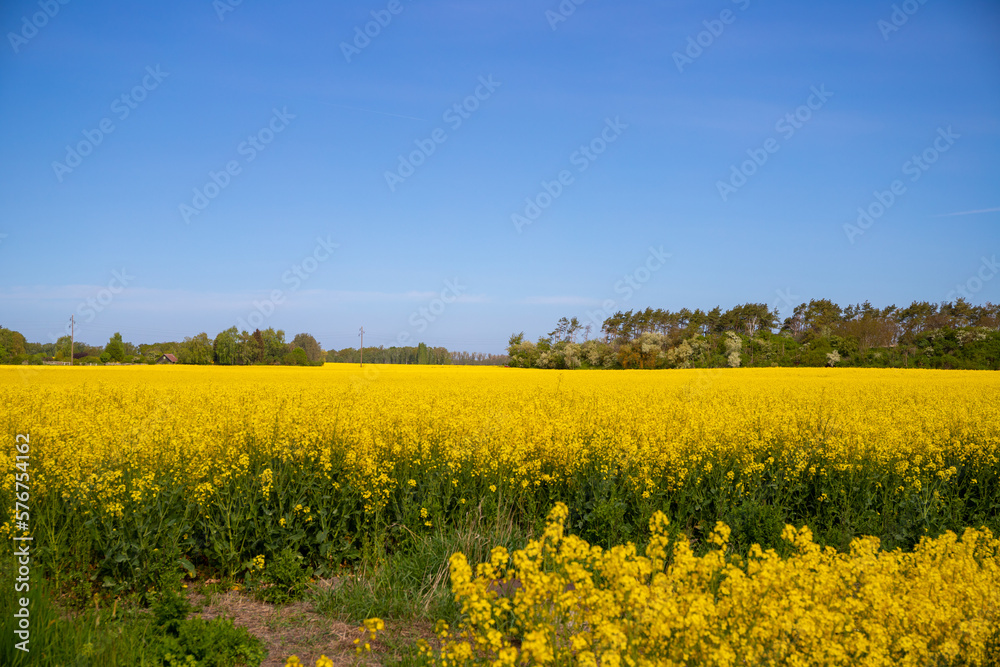 Panorama picture of a yellow rapeseed field with blue sky