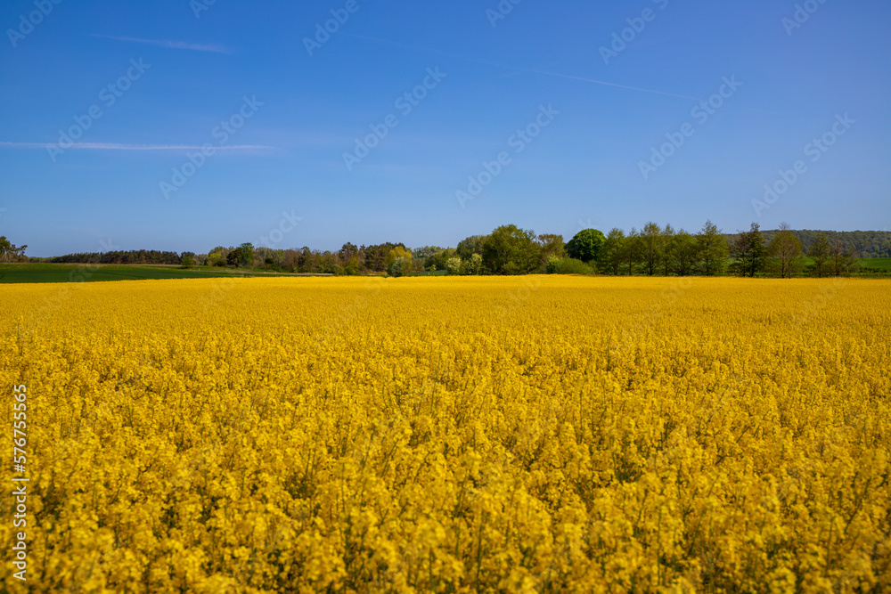 Panorama picture of a yellow rapeseed field with blue sky