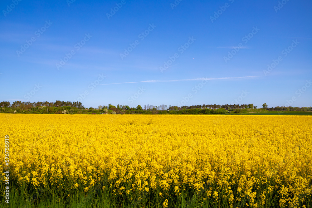 Panorama picture of a yellow rapeseed field with blue sky