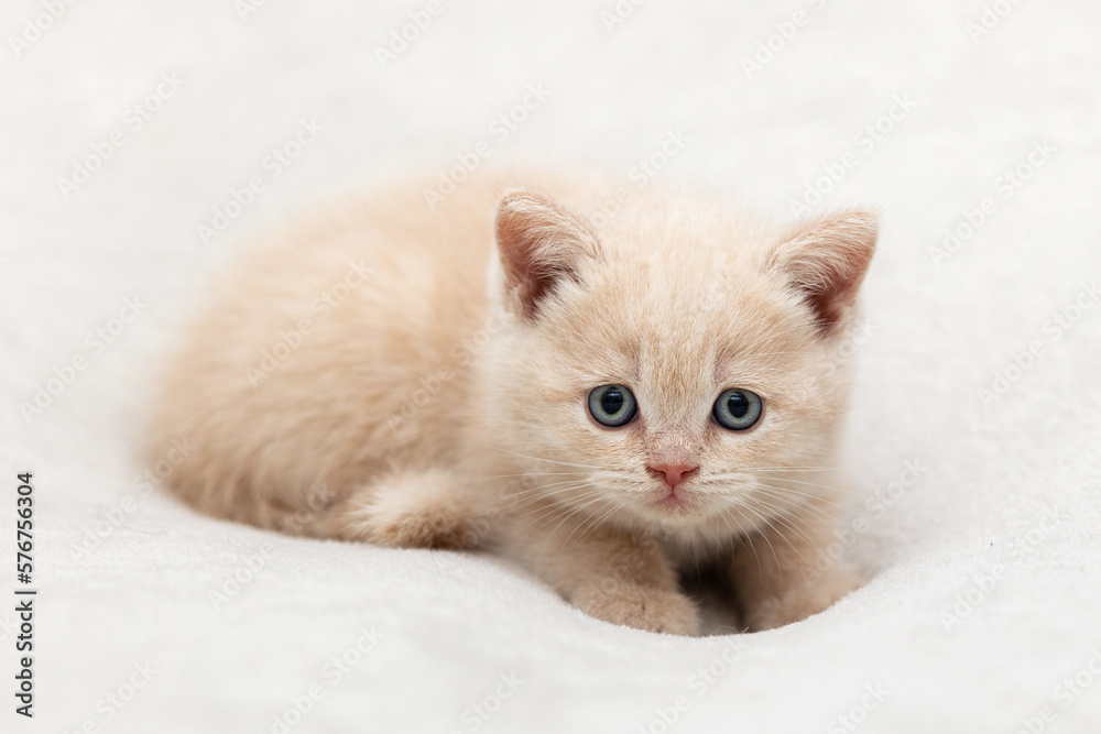 Little Kitten of the British race on a light background Little Kitten of the British race on a light background