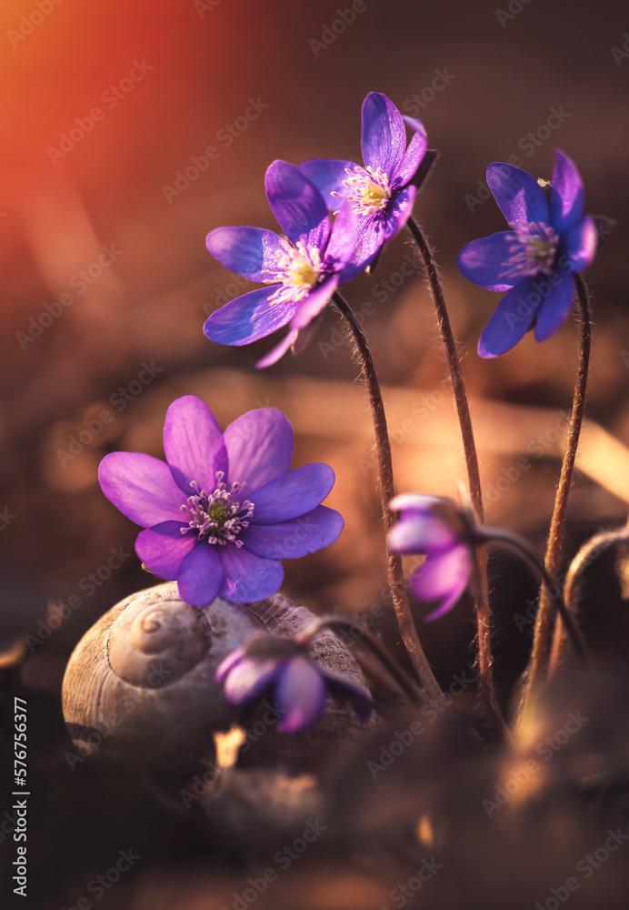 Wiosenne kwiaty - Przylaszczki - obrazy, fototapety, plakaty 