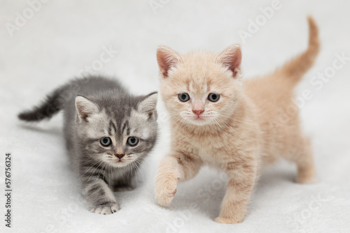 Two Little British Kittens on a light background
