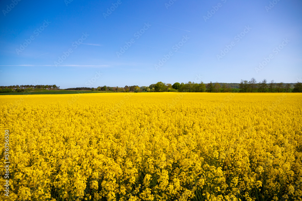 Panorama picture of a yellow rapeseed field with blue sky Panorama picture of a yellow rapeseed field with blue sky