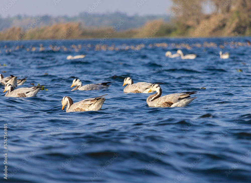 migratory birds migratory birds