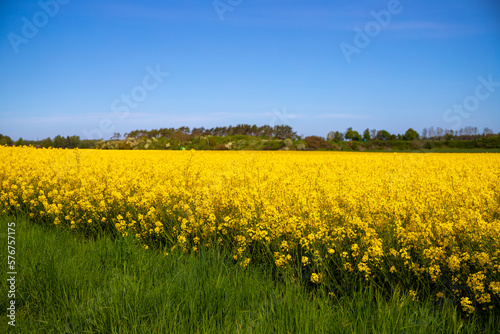 Panorama picture of a yellow rapeseed field with blue sky