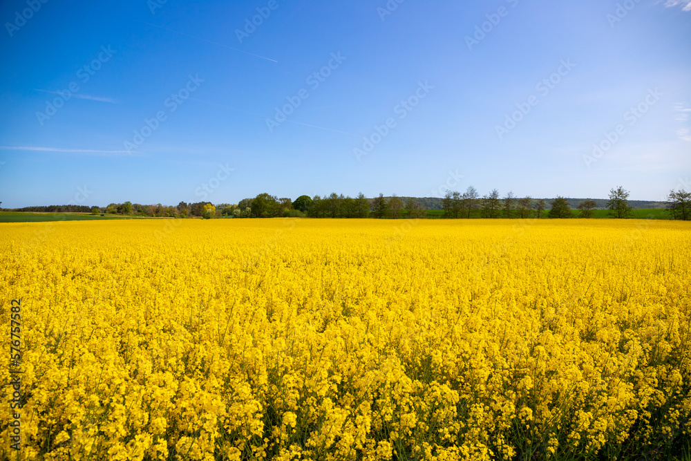 Panorama picture of a yellow rapeseed field with blue sky Panorama picture of a yellow rapeseed field with blue sky