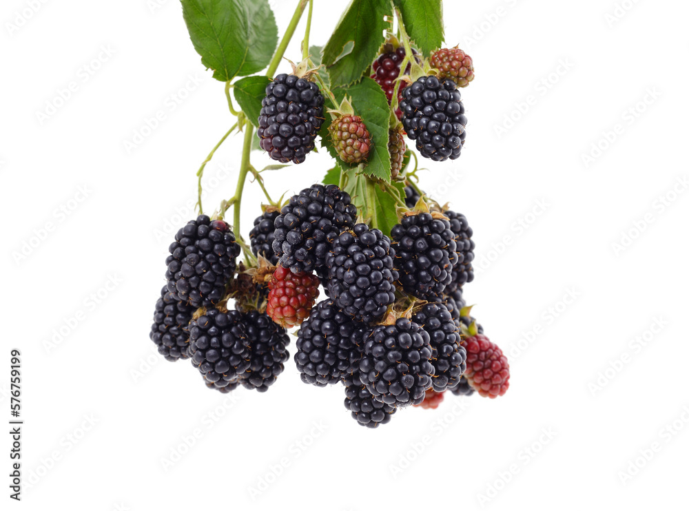 Blackberry berries on a green leaf. Blackberry berries on a green leaf.