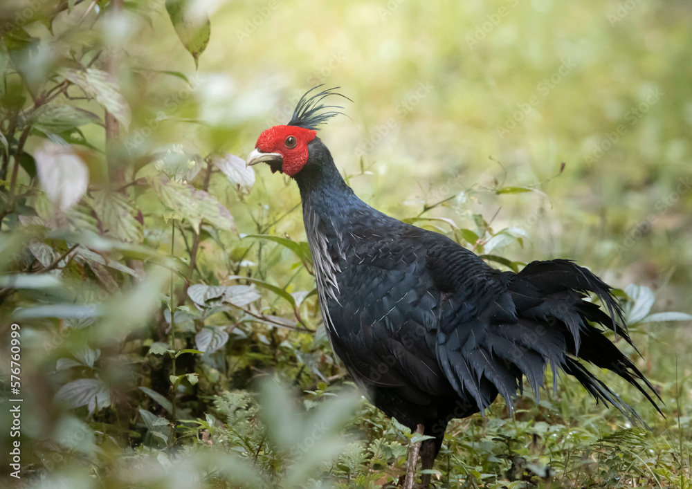 Kalij Pheasant at neora valley national park Kalij Pheasant at neora valley national park