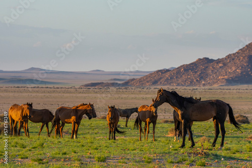 Wild Horses close to Aus in Namib desert  Namibia.