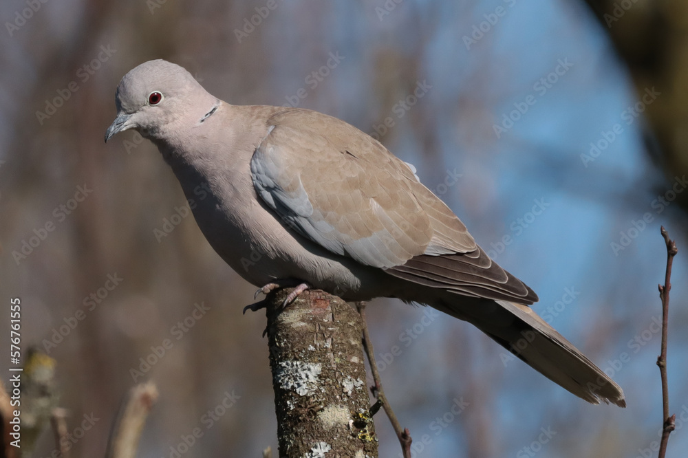 Tourterelle turque (Streptopelia decaocto) Tourterelle turque (Streptopelia decaocto)