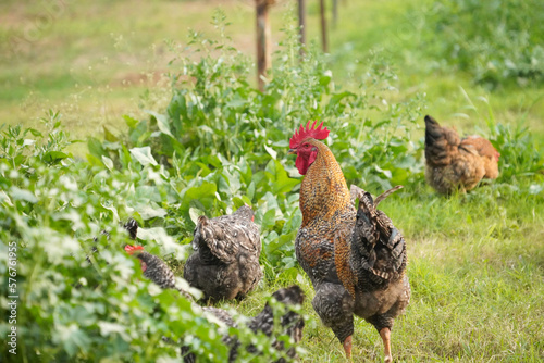 Wallpaper Mural chickens on farm land Torontodigital.ca
